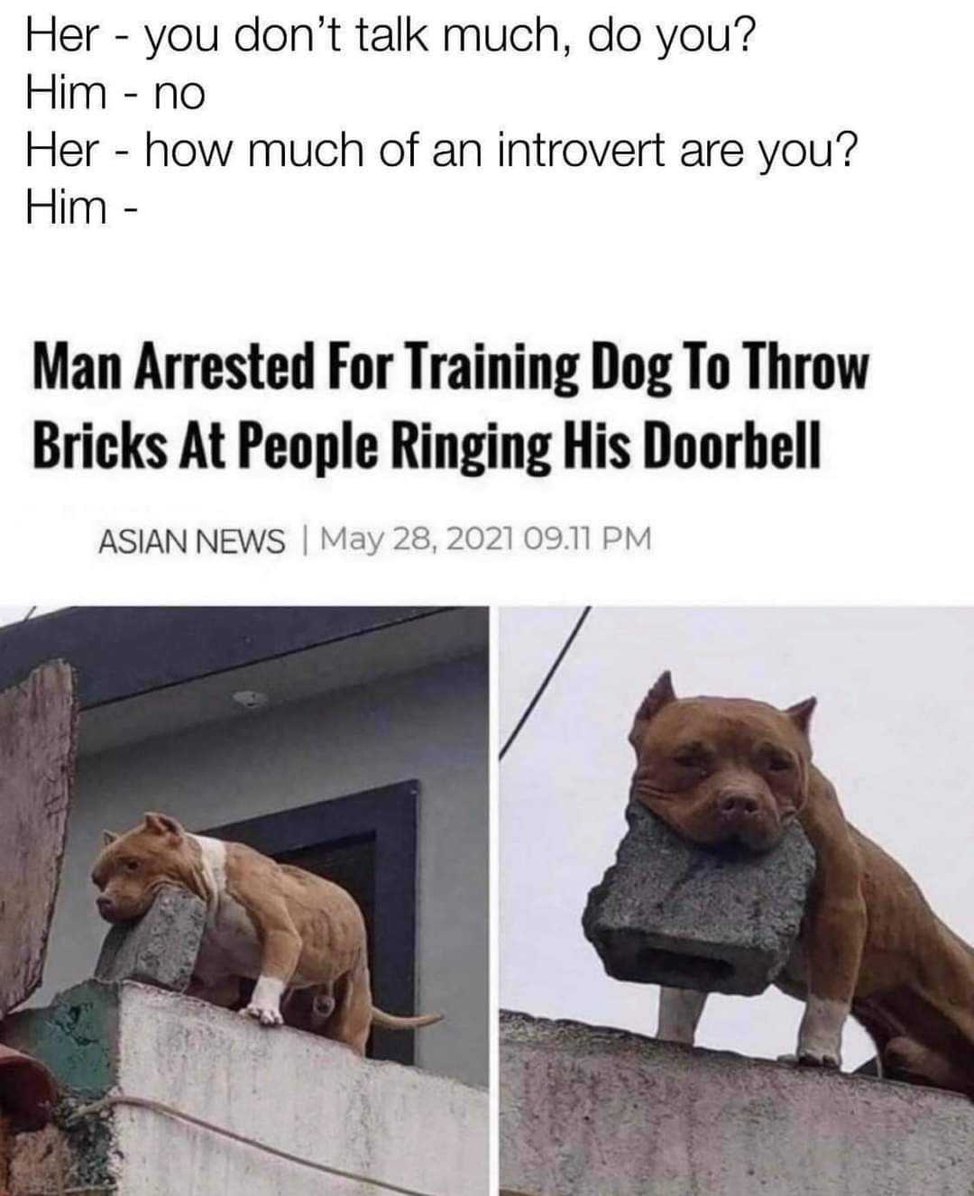 dog on a wall with a brick in its mouth