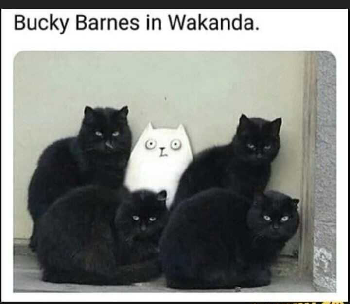 picture of a group of black cats sitting next to a white cat