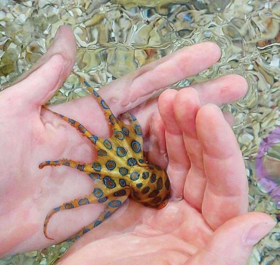 someone holding a small octopus in their hands in a bowl of water