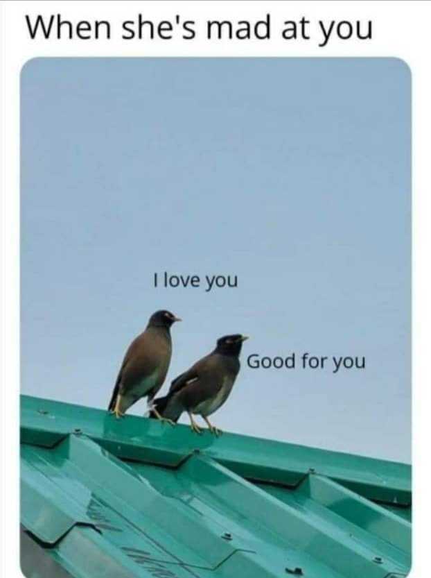 two birds sitting on top of a roof with a caption that reads, when she ' s mad at you