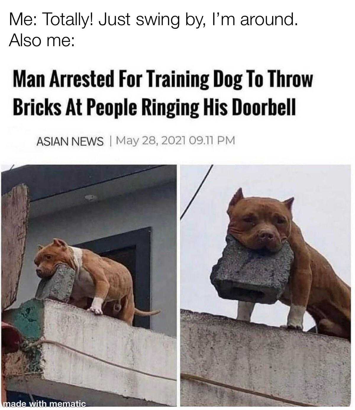 dog on a ledge with a brick in its mouth