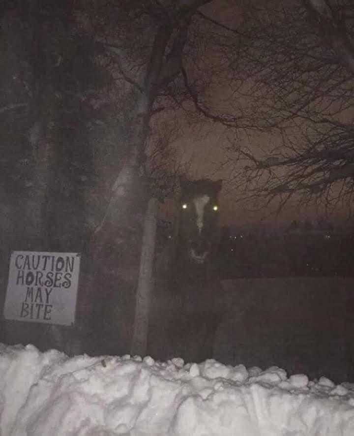 snowy area with a sign and a dog in the window