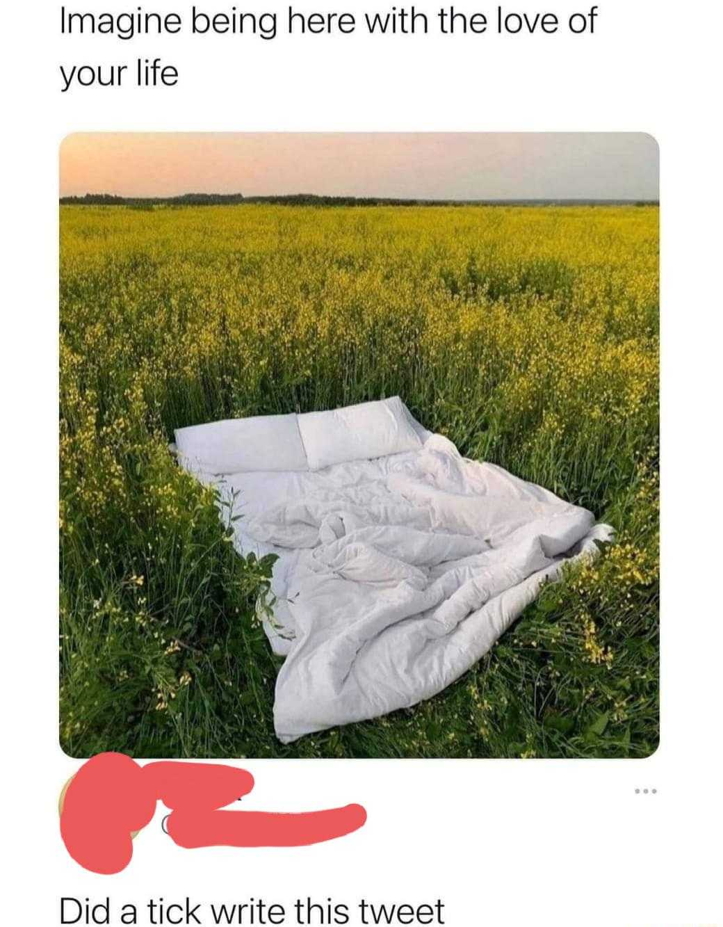 a close up of a blanket on a field of grass