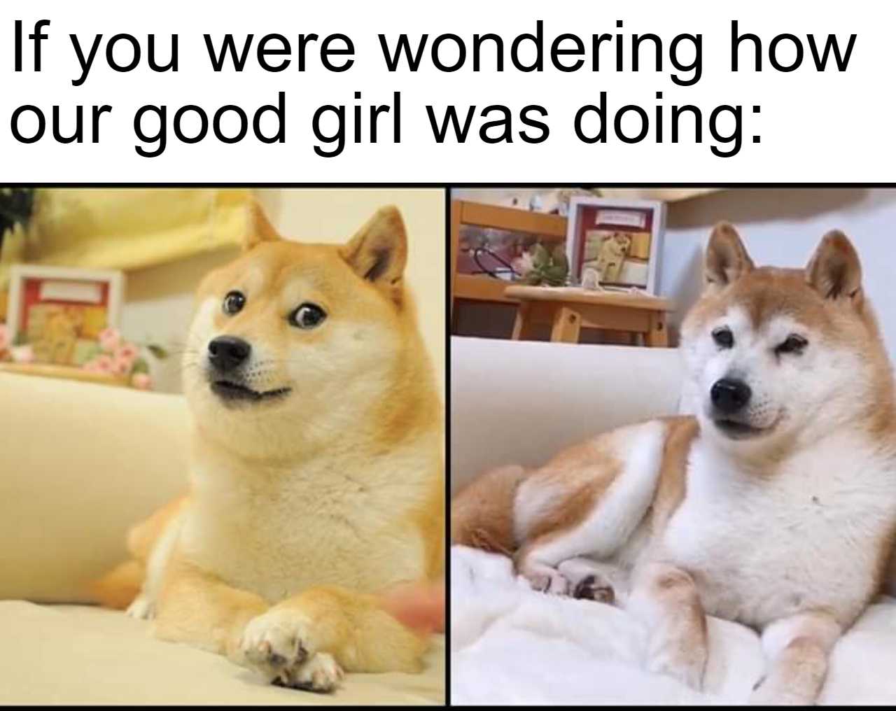 there are two pictures of a dog that are sitting on a couch