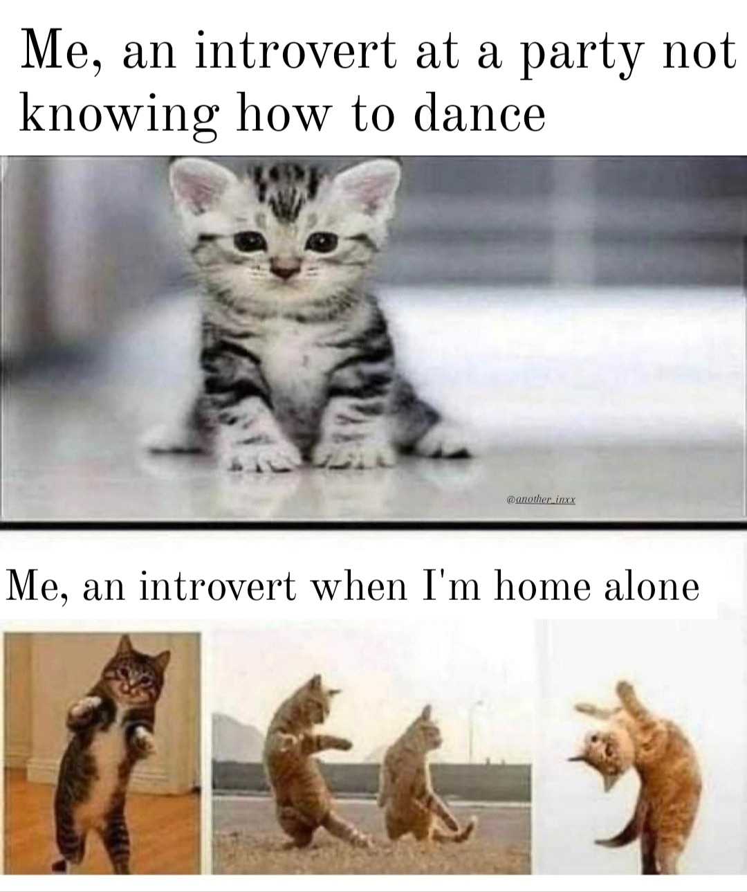 picture of a cat with caption of a cat doing a dance