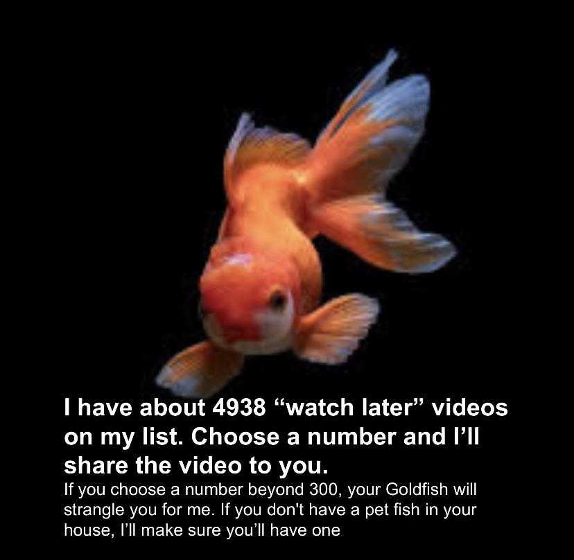 there is a goldfish that is swimming in the water