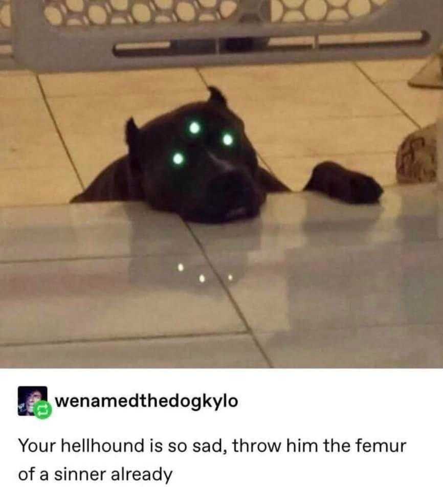 dog with glowing eyes laying on the floor