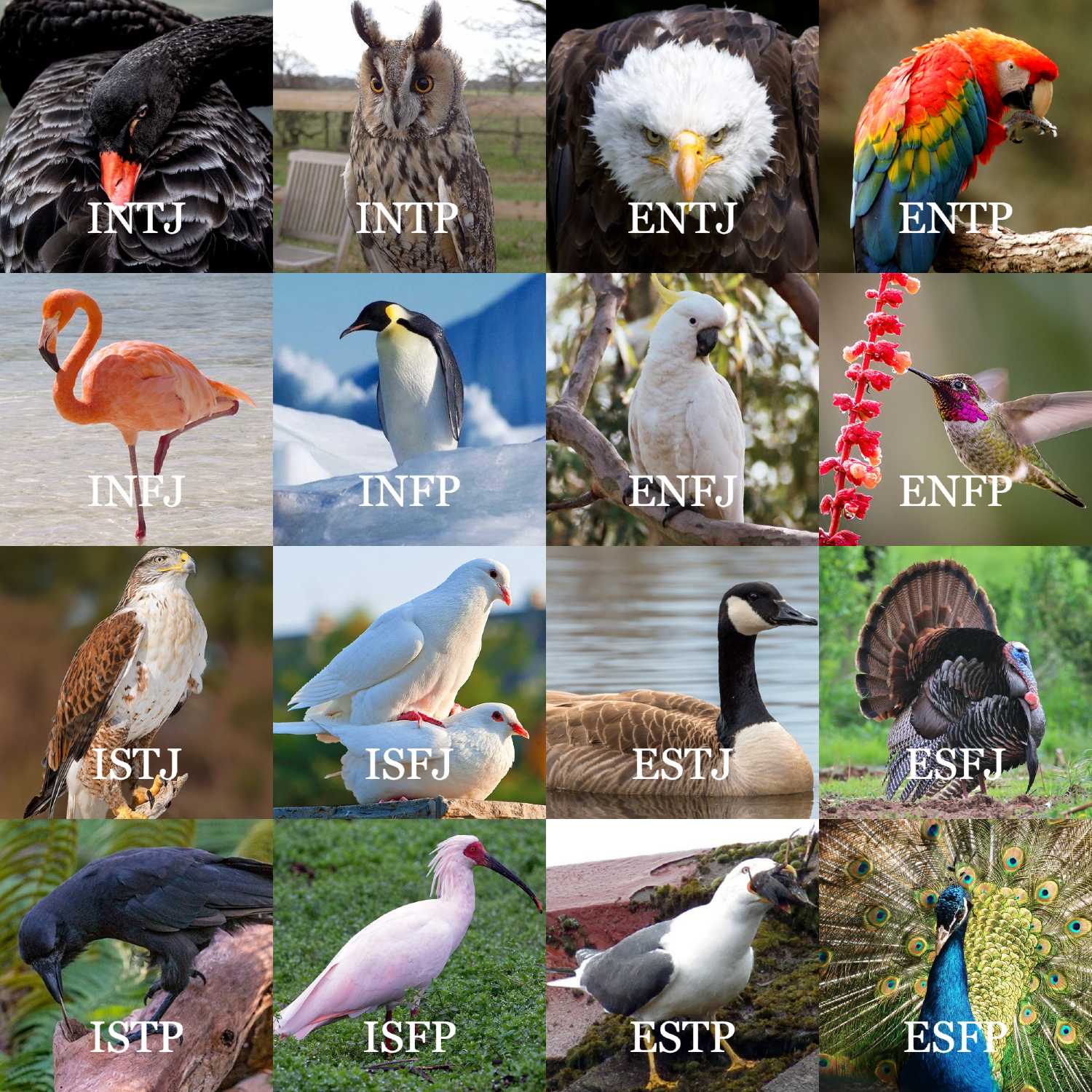 a close up of a bunch of birds that are standing in the grass