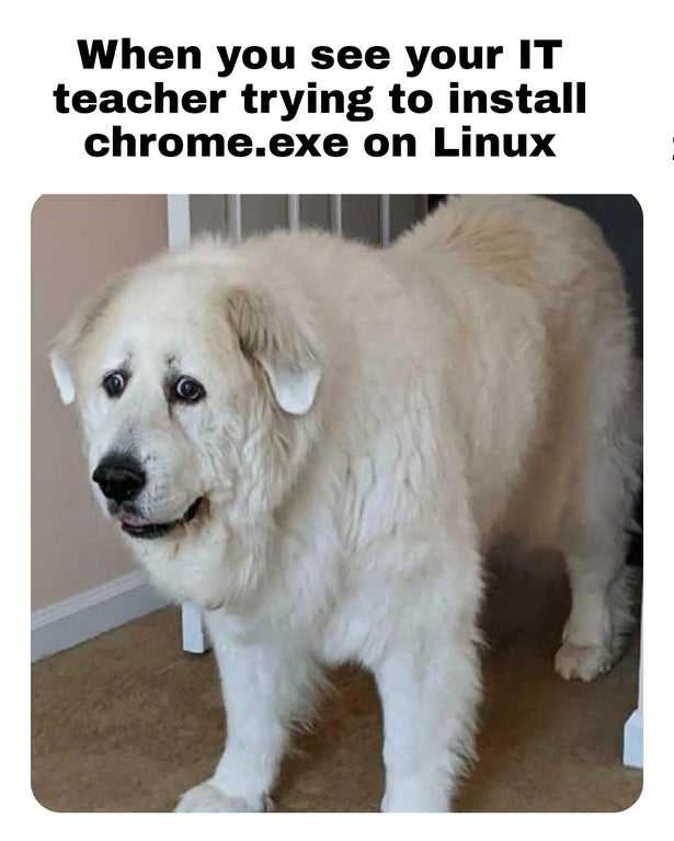 there is a white dog standing in front of a door