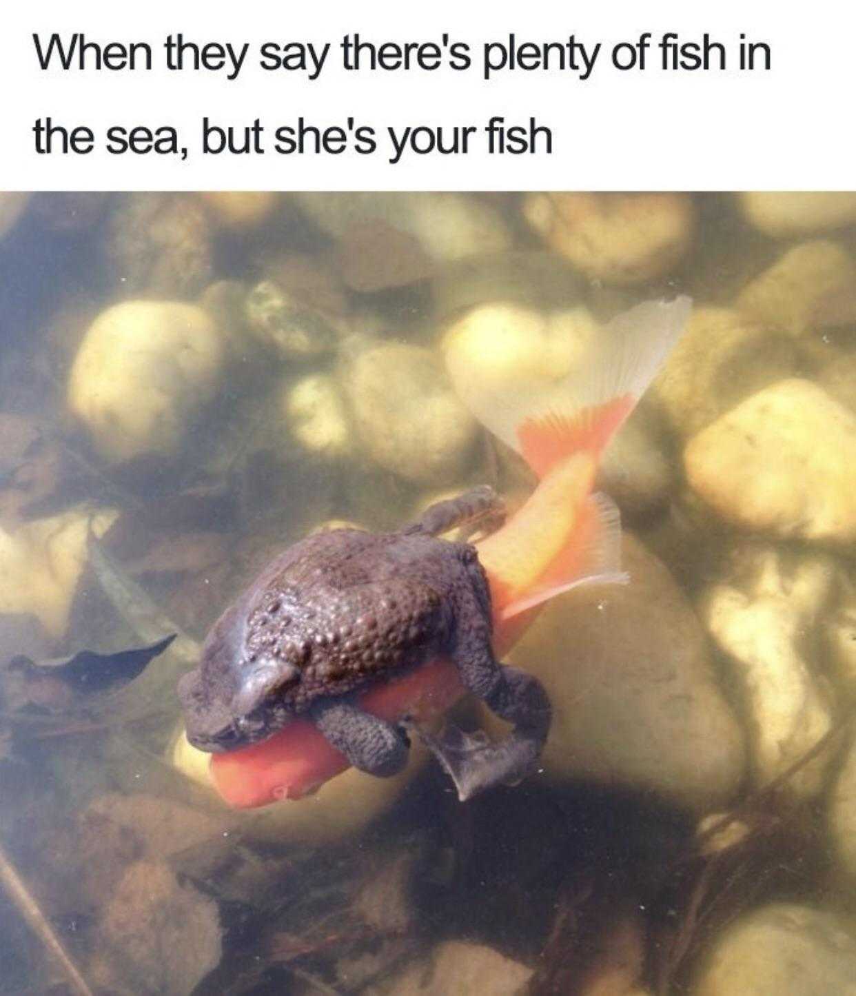 there is a frog that is sitting in the water with a fish