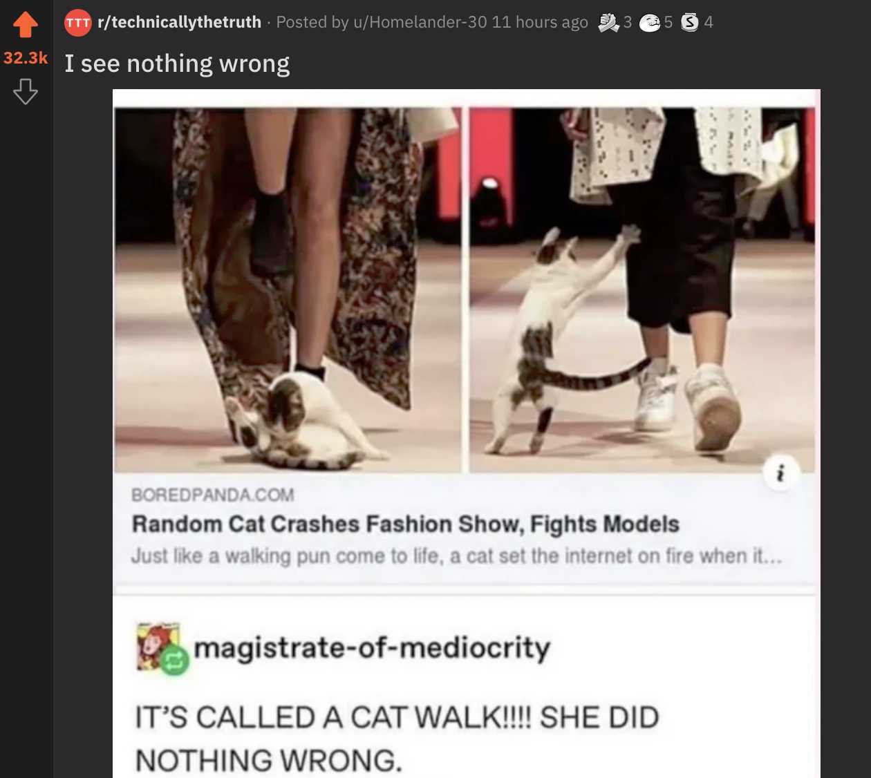 a close up of a cat walking on a runway with a person wearing a cat costume