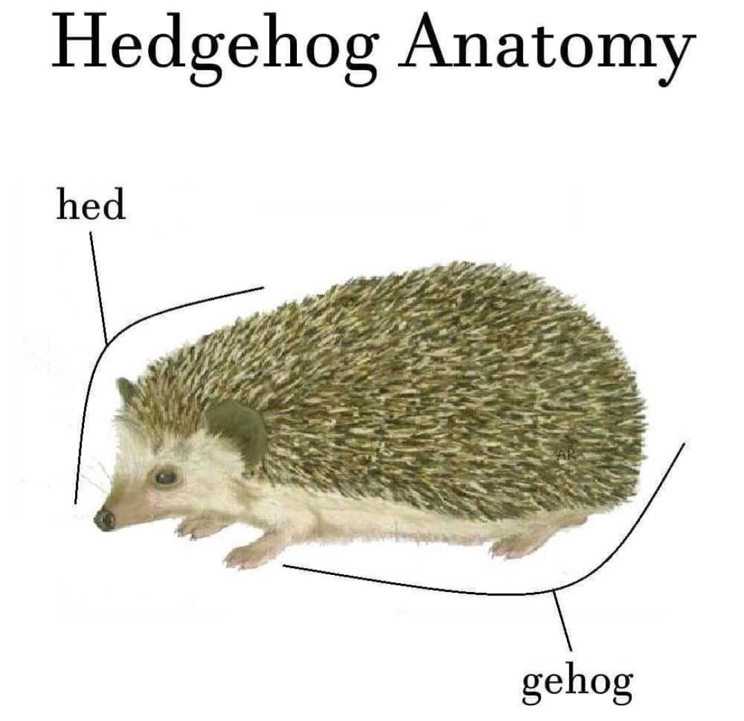 hedgehog anatomy with labeled parts of its body