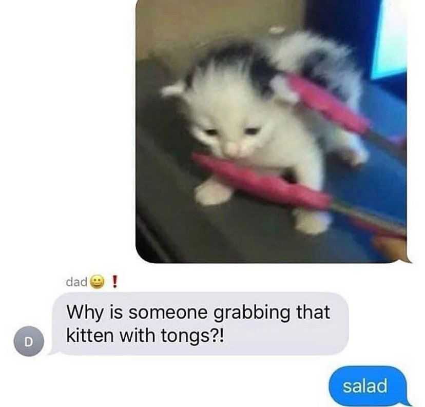 araff cat sitting on a table with a pink object in its mouth