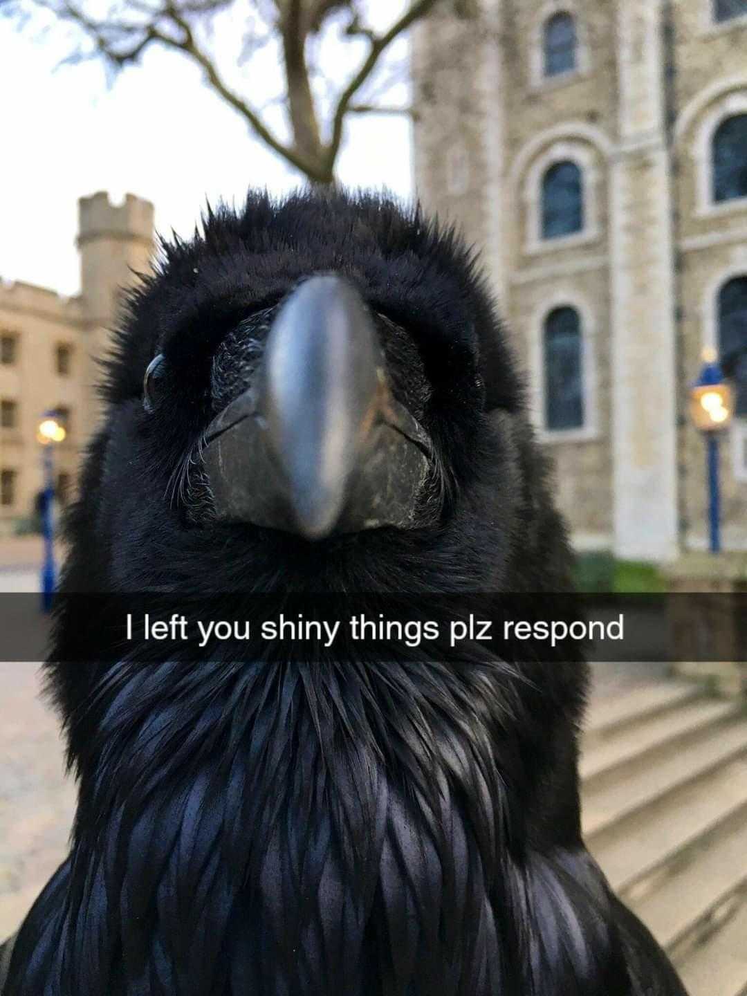 there is a black bird that is sitting on the steps