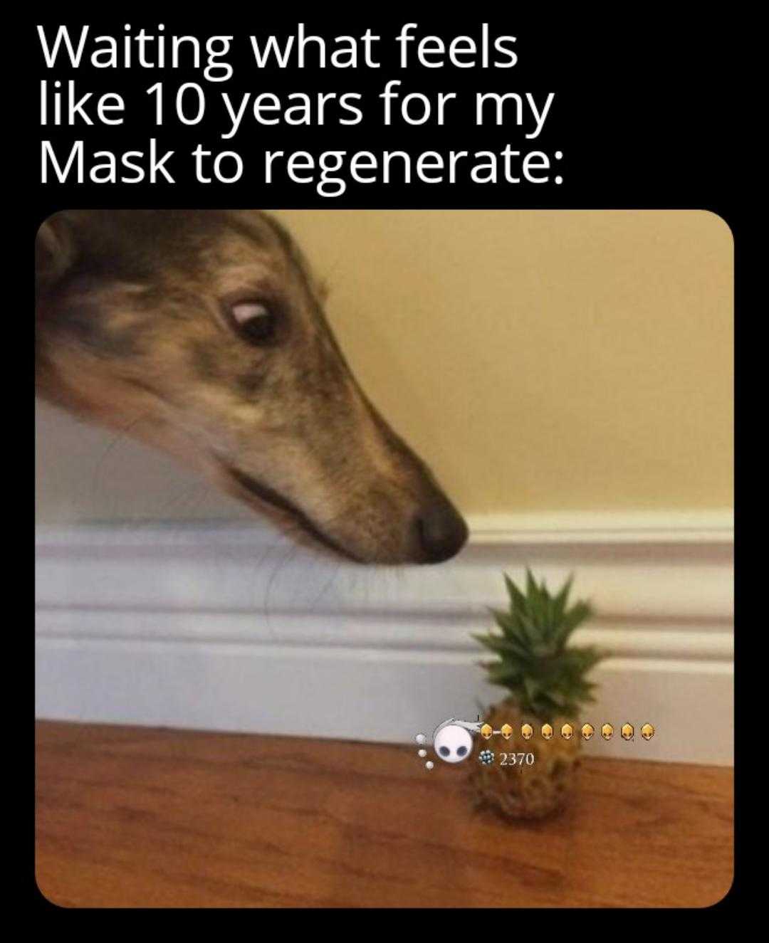 dog looking at a pineapple on a table