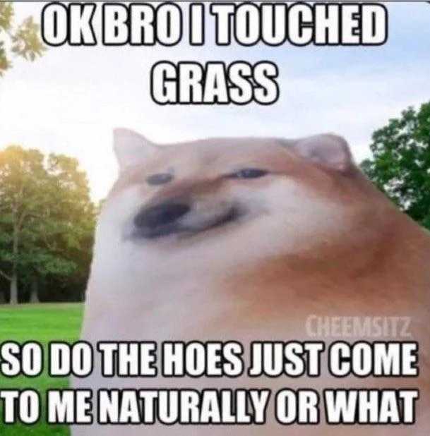 a close up of a dog with a caption of a dog in the grass