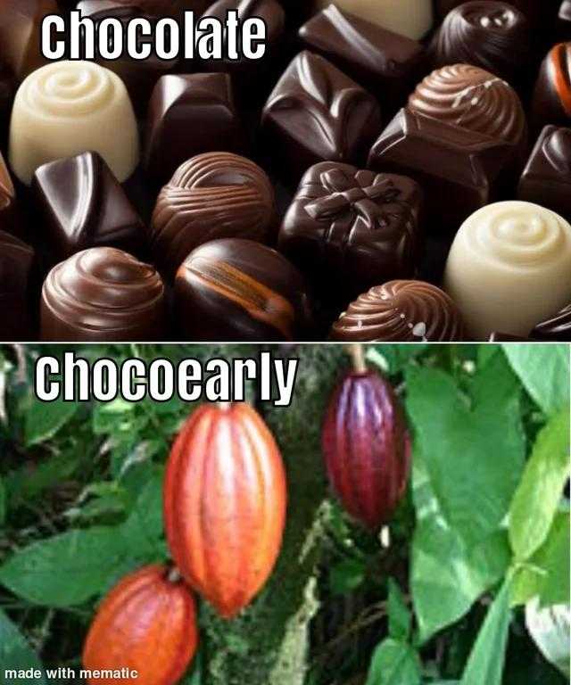 there are two pictures of chocolates and a chocolate plant