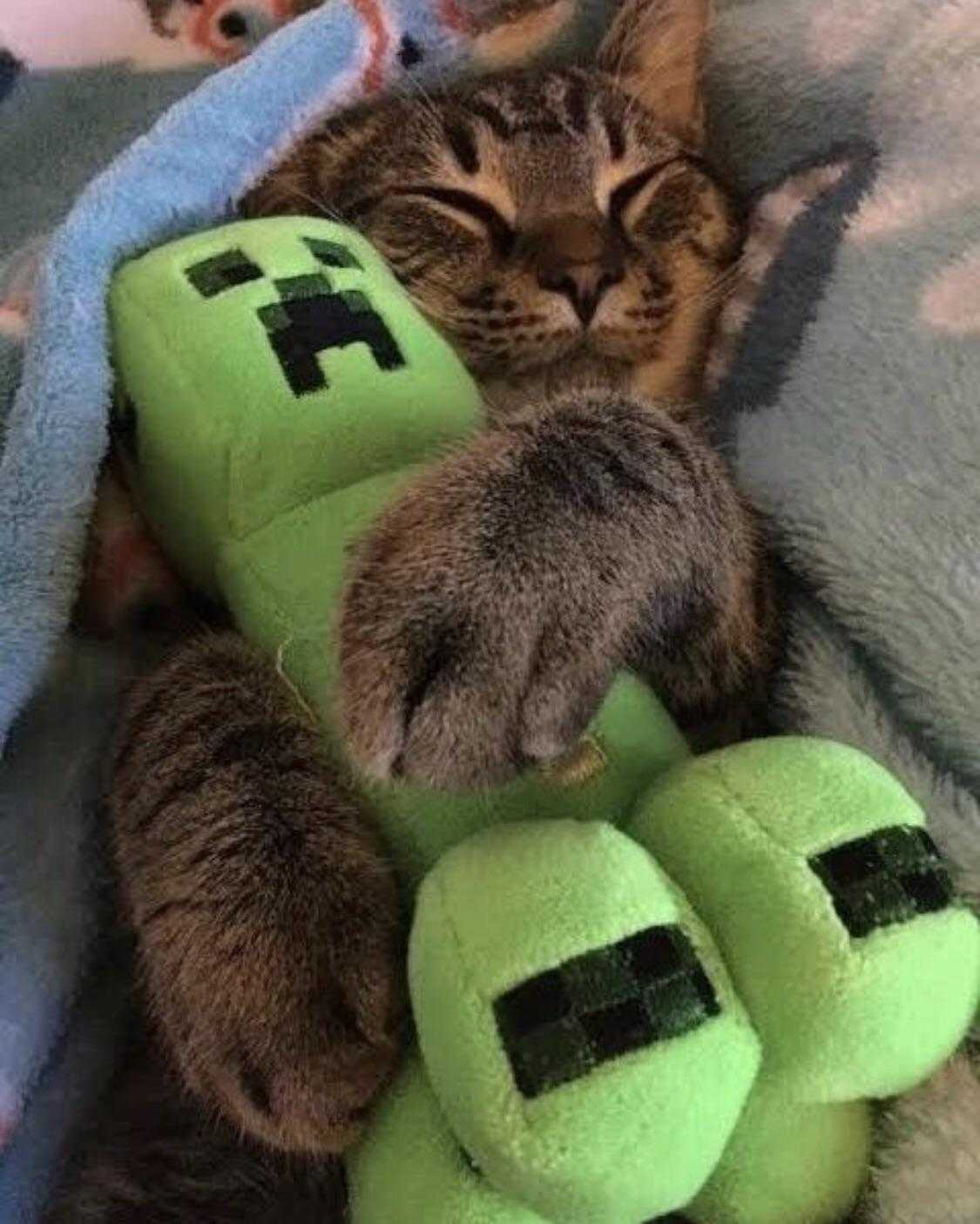 araffe cat laying on a blanket with a stuffed animal