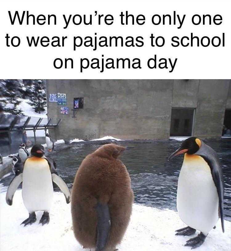 three penguins standing in the snow with a caption that reads when you ' re the only one to wear pajamas to school on pajama day