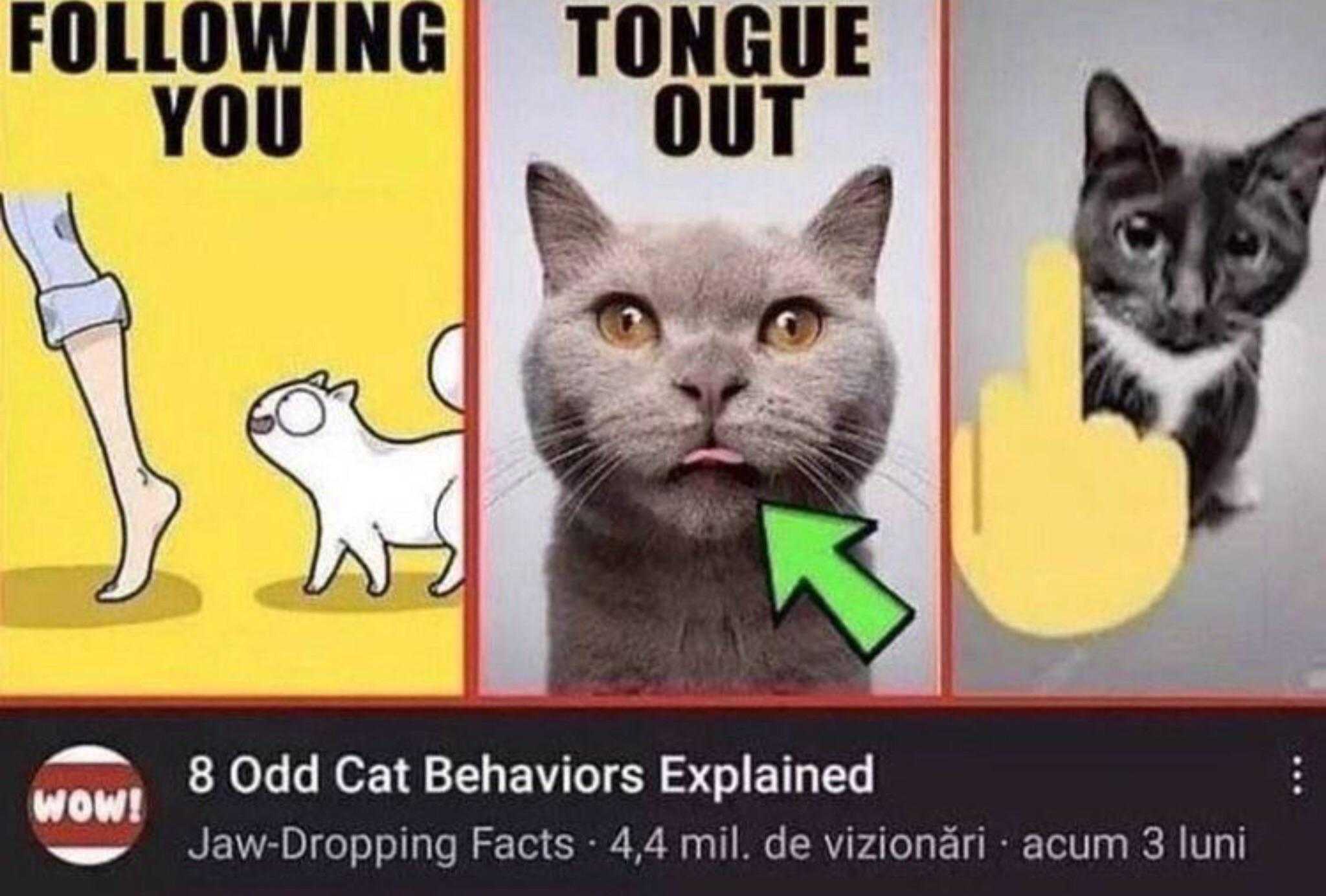 there are two pictures of a cat and a cat with a tongue out