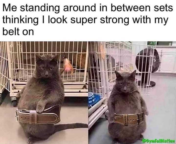 cat sitting on a chair with a belt around its neck