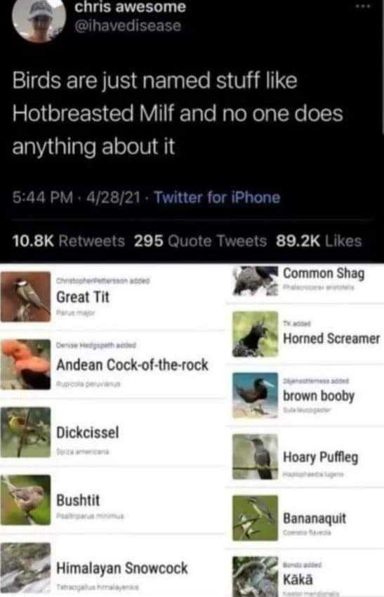 a screenshot of a twitter account with a bird on it