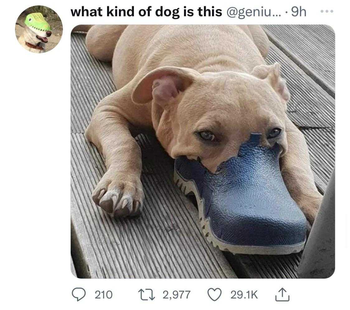 araffy dog laying on a deck with a shoe on it ' s head