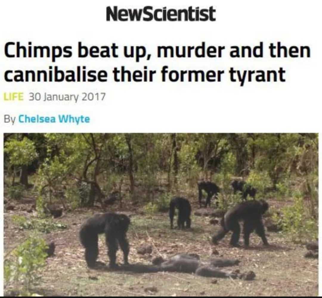 a screenshot of a news article with a picture of a group of bears