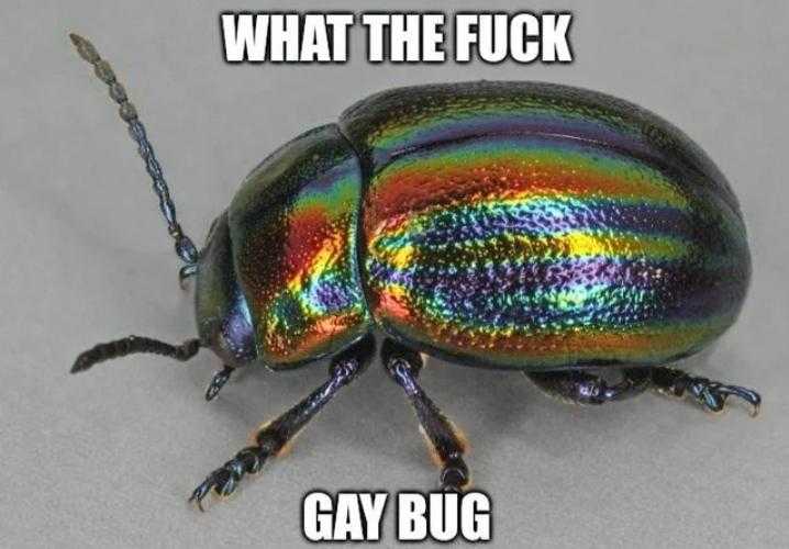 a close up of a beetle with a caption saying what the fuck gay bug