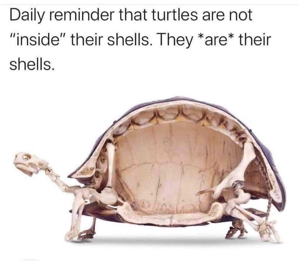 a close up of a turtle shell with a caption of a caption