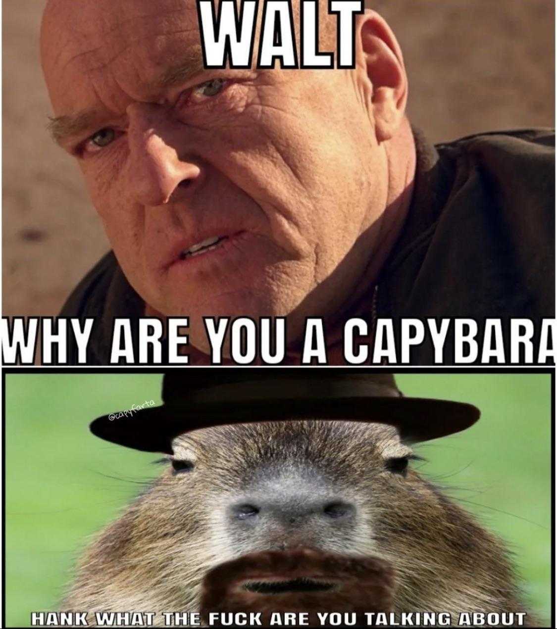 a close up of a man wearing a hat next to a capybara