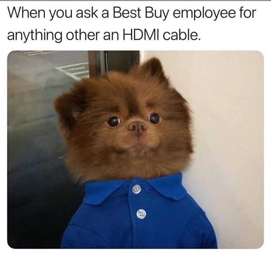 pomeranian dog in a blue shirt with a caption saying, when you ask a best buy employee for anything other than hdmi cole