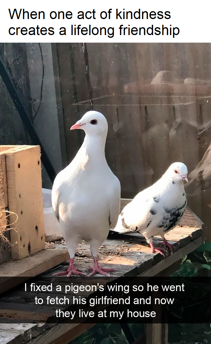 there are two white birds standing on a wooden platform