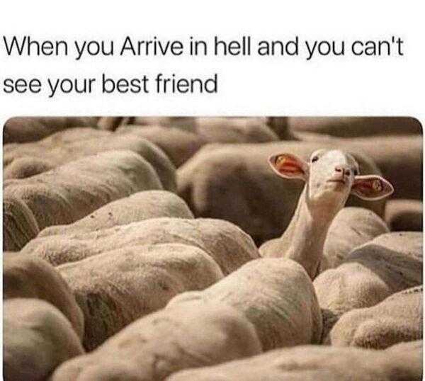 araffes in a herd of sheep with a caption that reads when you arrive in hell and you can ' t see your best friend