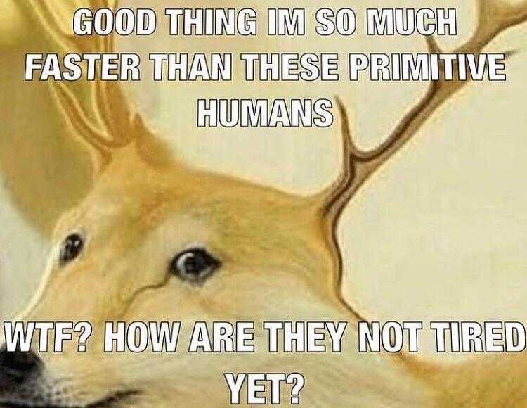 there is a dog with antlers on its head and a caption that says, good thing in so much faster than these primitive humans