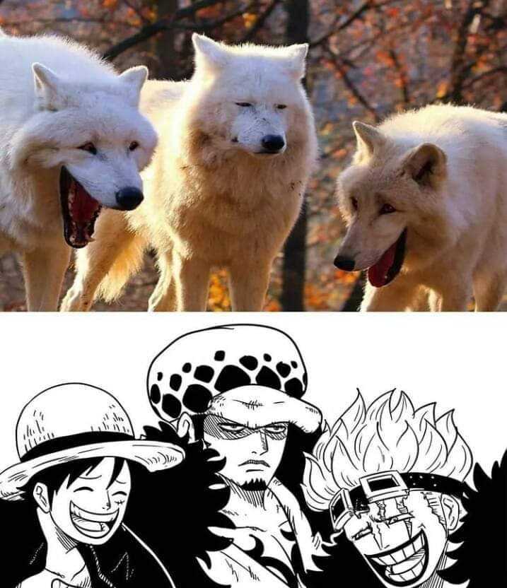 anime characters with faces and a picture of a wolf