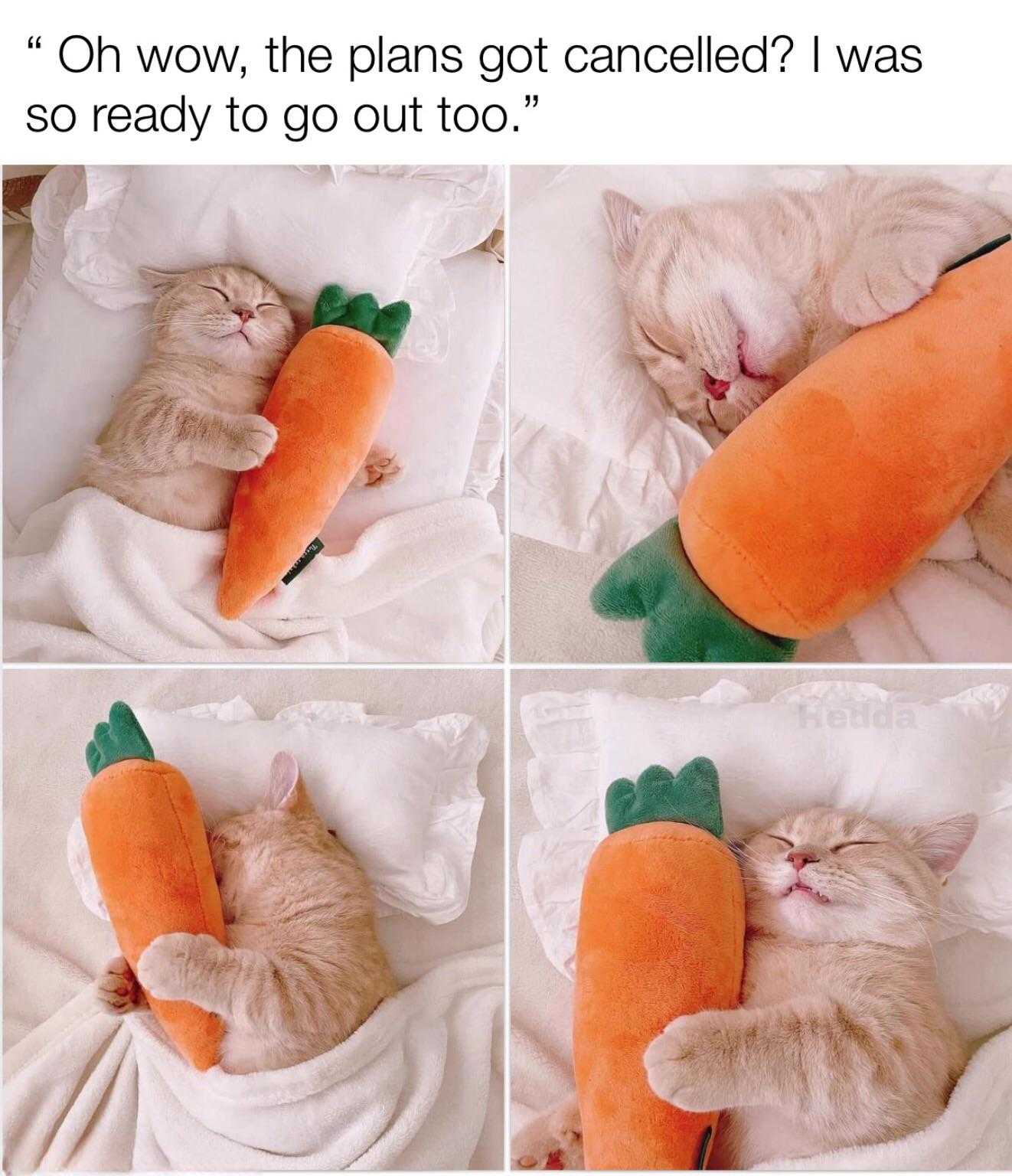 araff cat sleeping with a carrot toy in its mouth