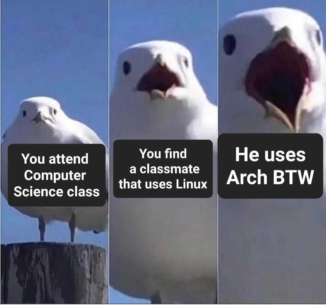 four pictures of a seagull with open beaks and caption that reads, you attend computer science class he uses arch btw