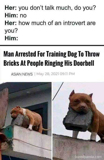 a close up of two pictures of a dog on a ledge