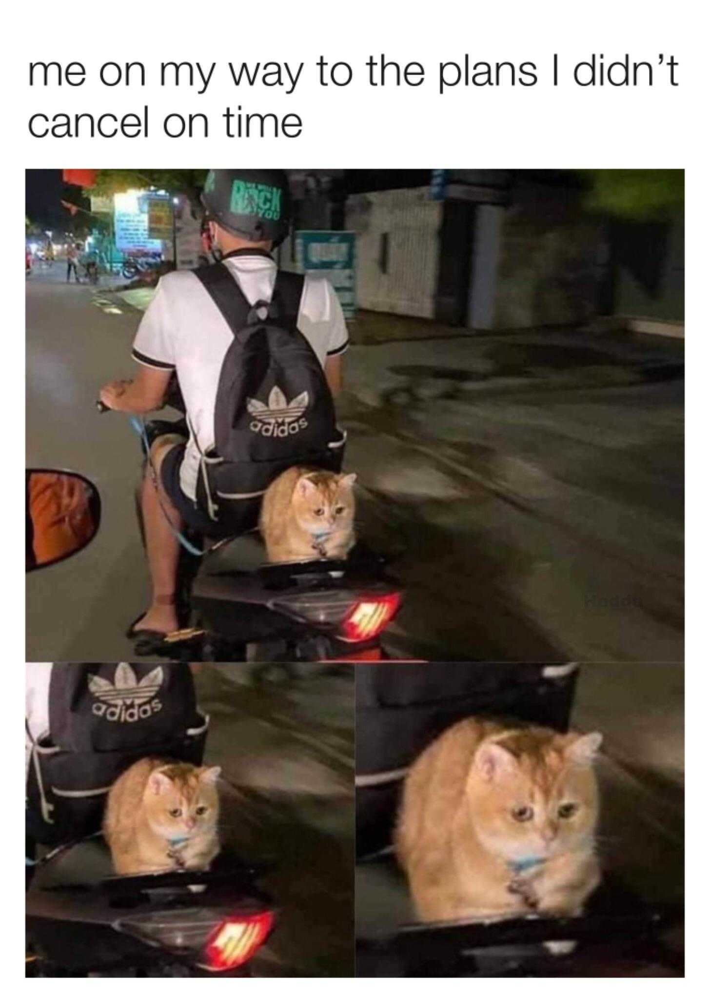 cat sitting on a scooter with a backpack on it