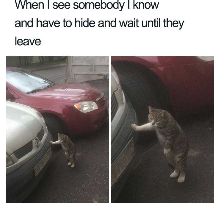 araffe cat standing on its hind legs and reaching for a car door