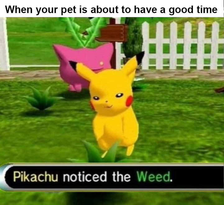 pokemon meme with a picture of a pikachu in the grass