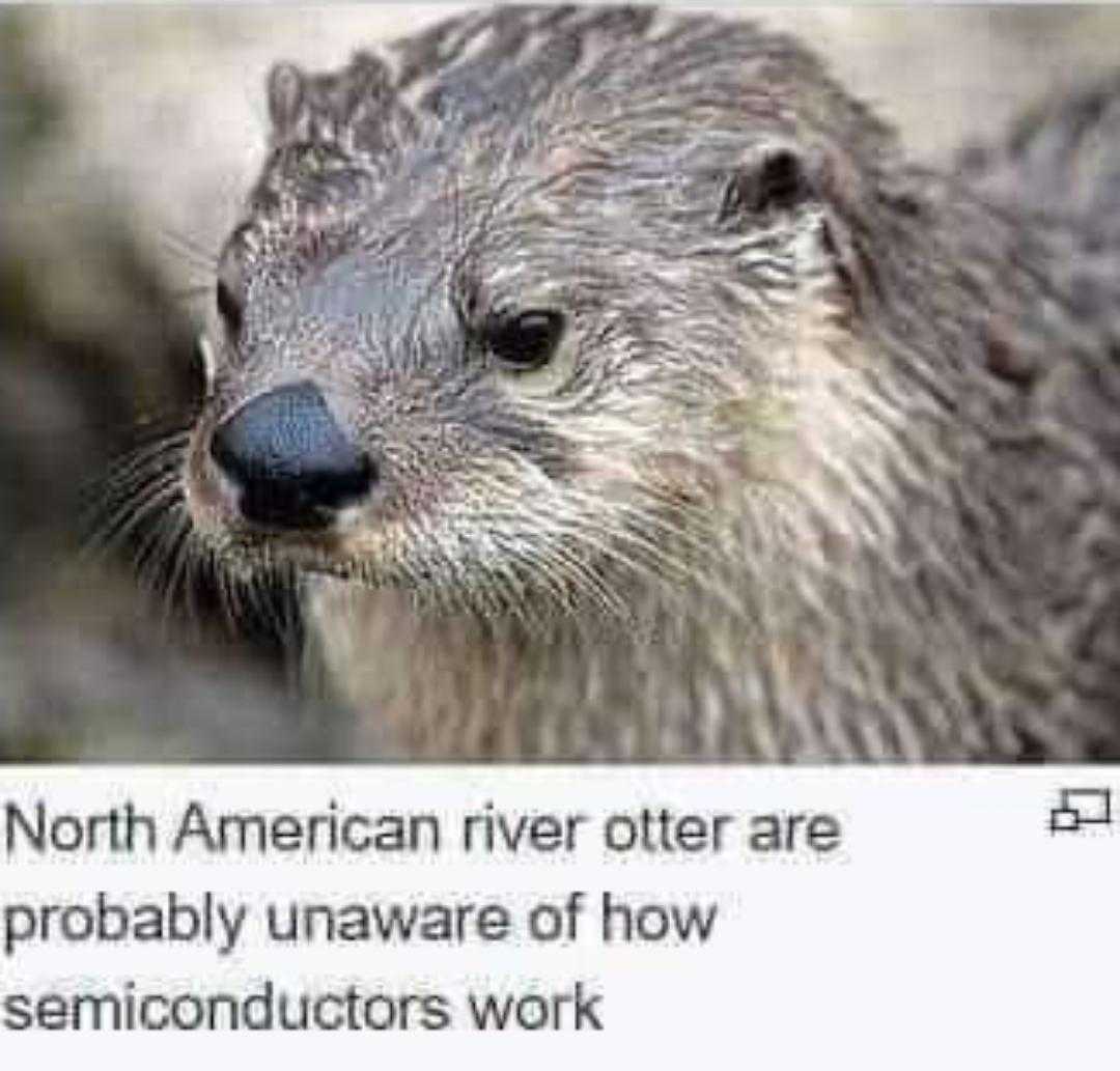 a close up of a river otter with a caption of a tweet