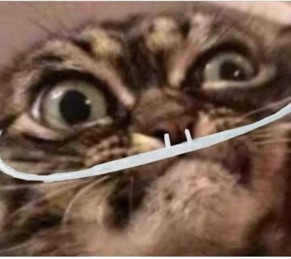 there is a cat with a toothbrush in its mouth