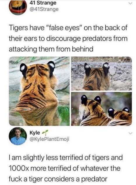 a close up of a tiger with a caption of a tiger