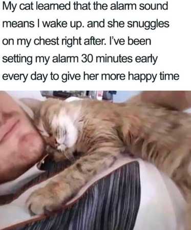 man laying on a bed with a cat and a caption that reads, my cat learned that the alarm sound means wake up and she snuggles on my chest night after i ' ve been setting my alarm