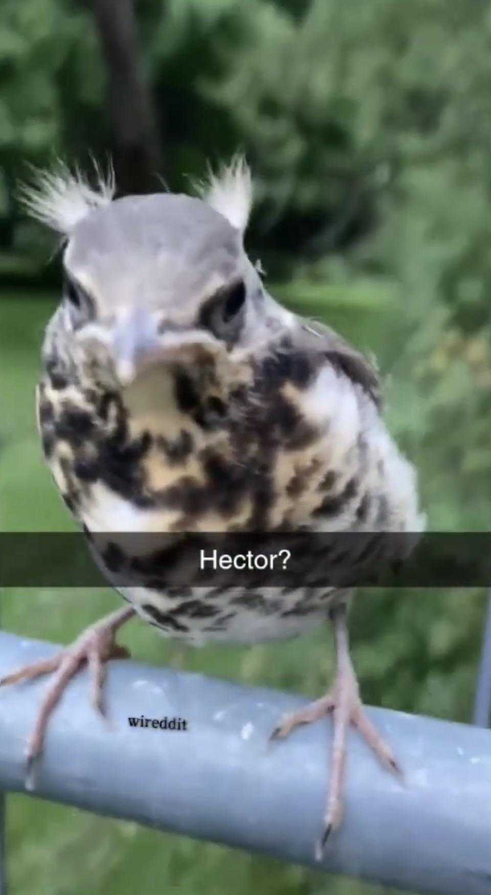 there is a bird that is sitting on a fence with a caption that reads hector?