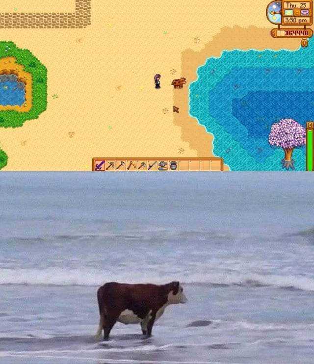 there is a cow standing in the water near a beach