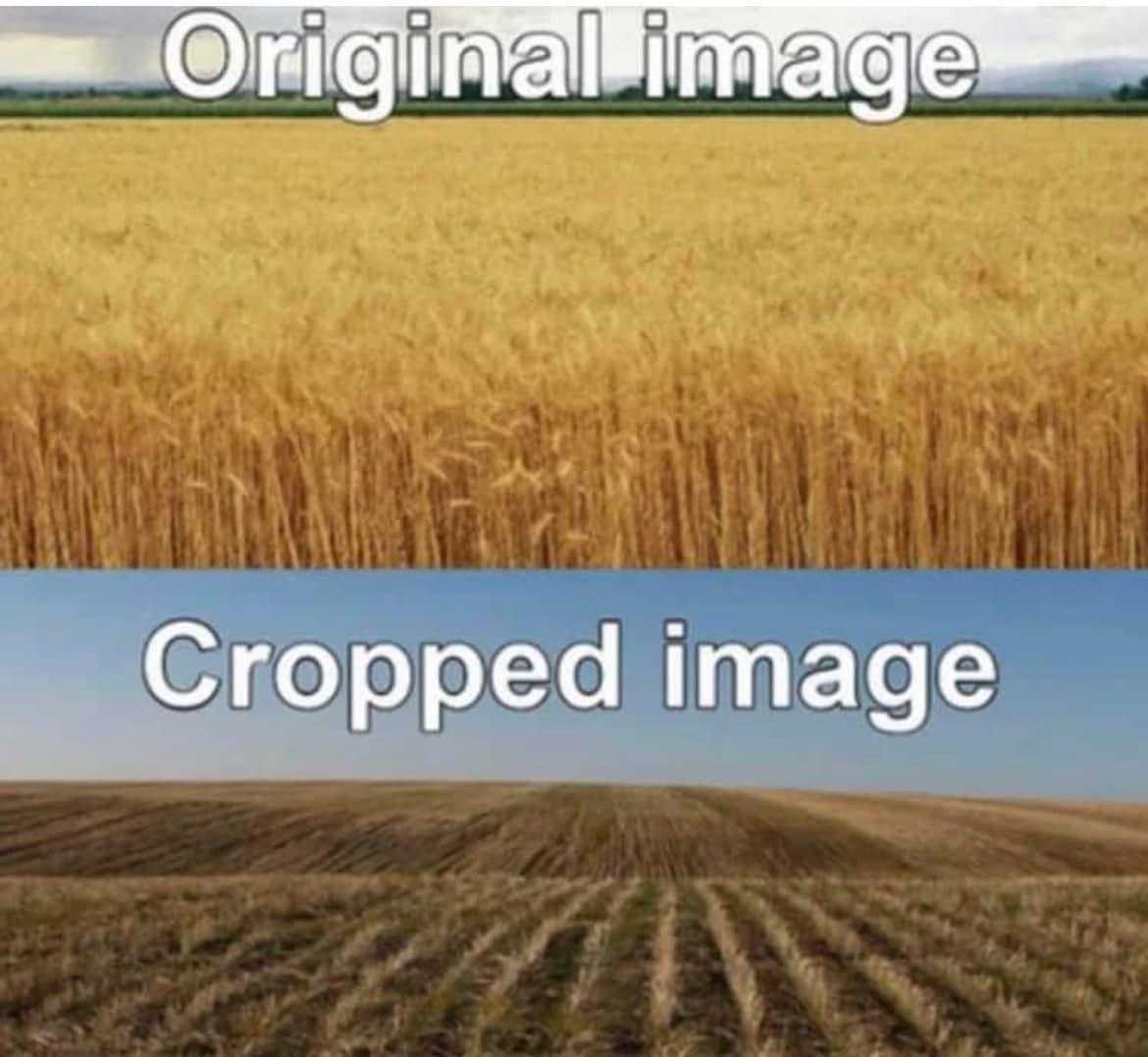 a close up of two pictures of a field of wheat