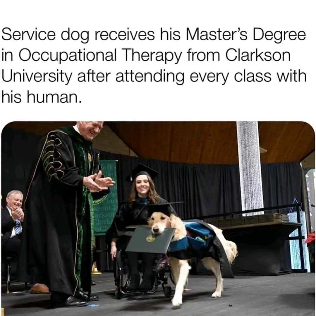 dog in a graduation robe being shown with a person